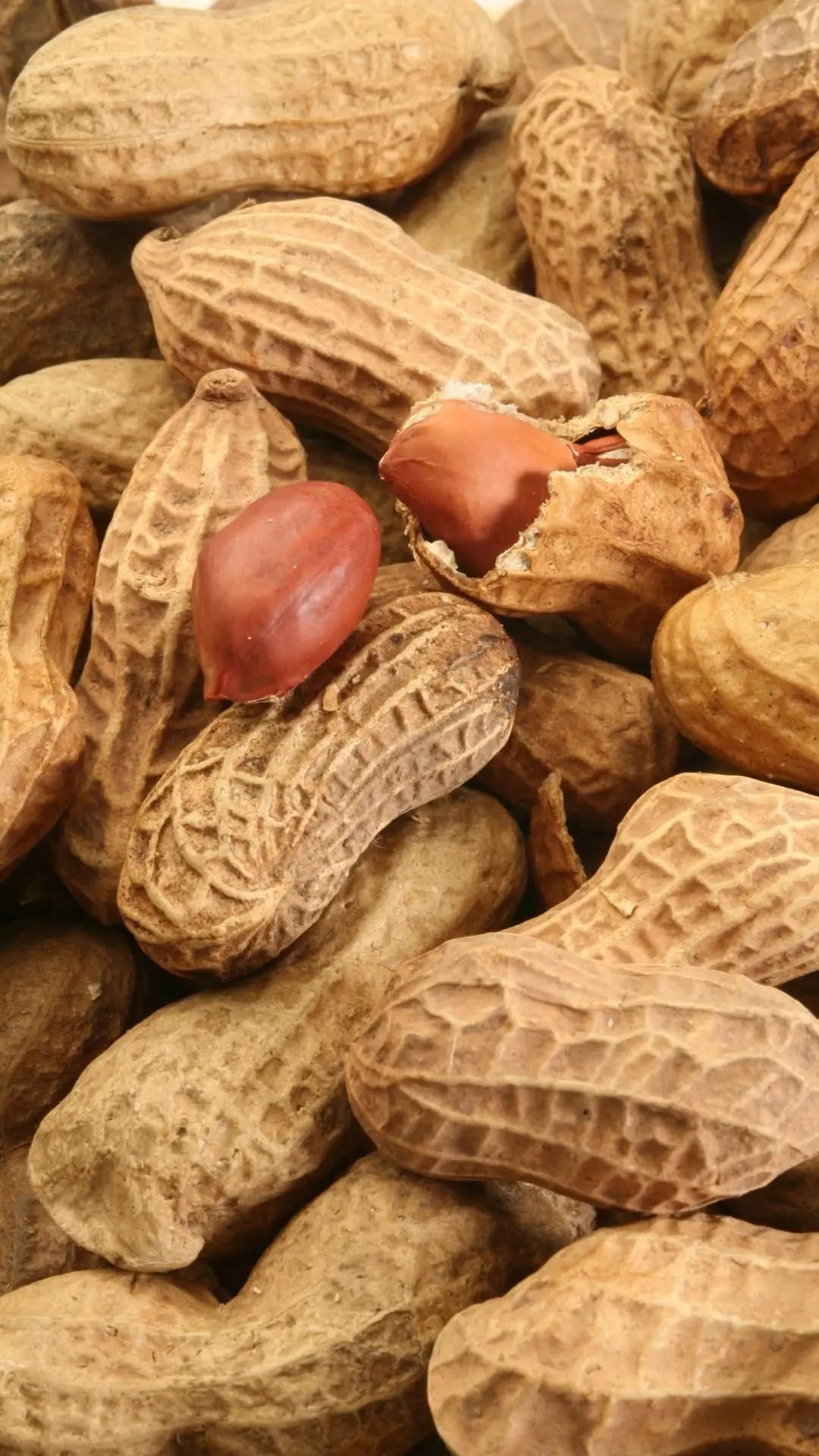 چای جو دوسر در فنجان سفالی با بخار گرم و برگ‌های تازه اطراف آن