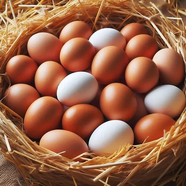 مرغداری مدرن با سیستم‌های کنترل دما و نورپردازی