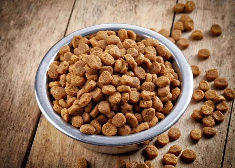 خرید غذای سگ؛ بررسی راهنمای انتخاب بر اساس سن و نژاد و نکات ضروری