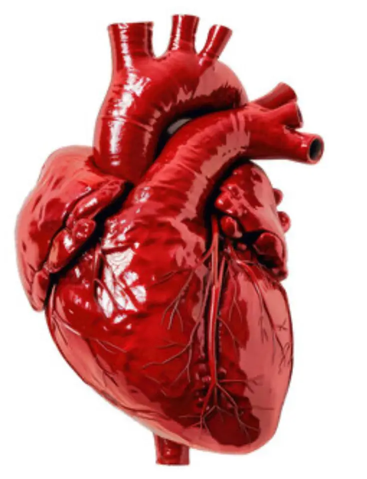 هارت واقعی متقاضی را ارزیابی کنیم؛ مراحل مهم و بررسی کامل و ساده