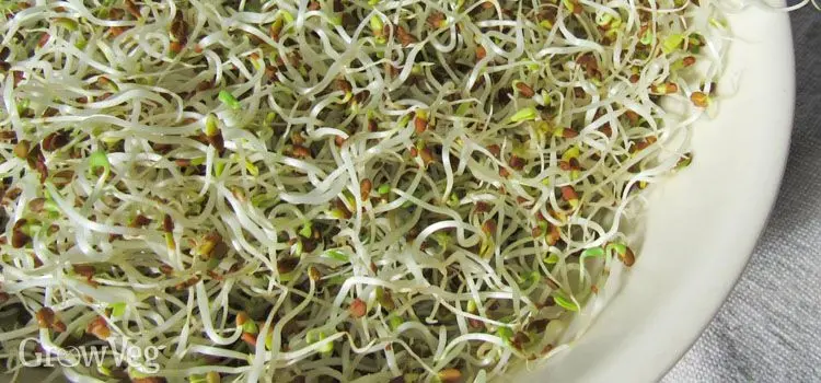 جوانه ماش در سالاد سبزیجات تازه