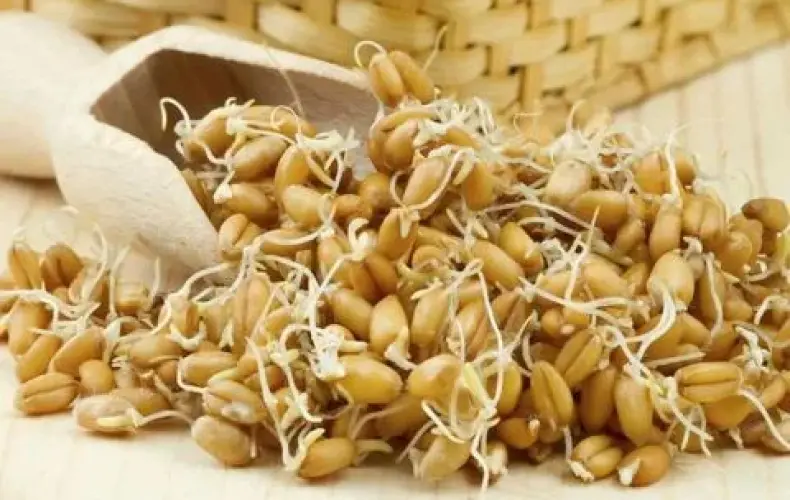 انتخاب جوانه گندم؛ مزایا، نکات و اشتباهات رایج