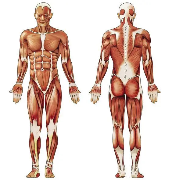 نمودار نمونه ای از استفاده ترکیبی EMA و SMA در یک استراتژی معاملاتی