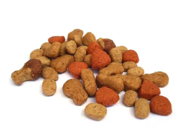 گربه در حال خوردن غذا از ظرف