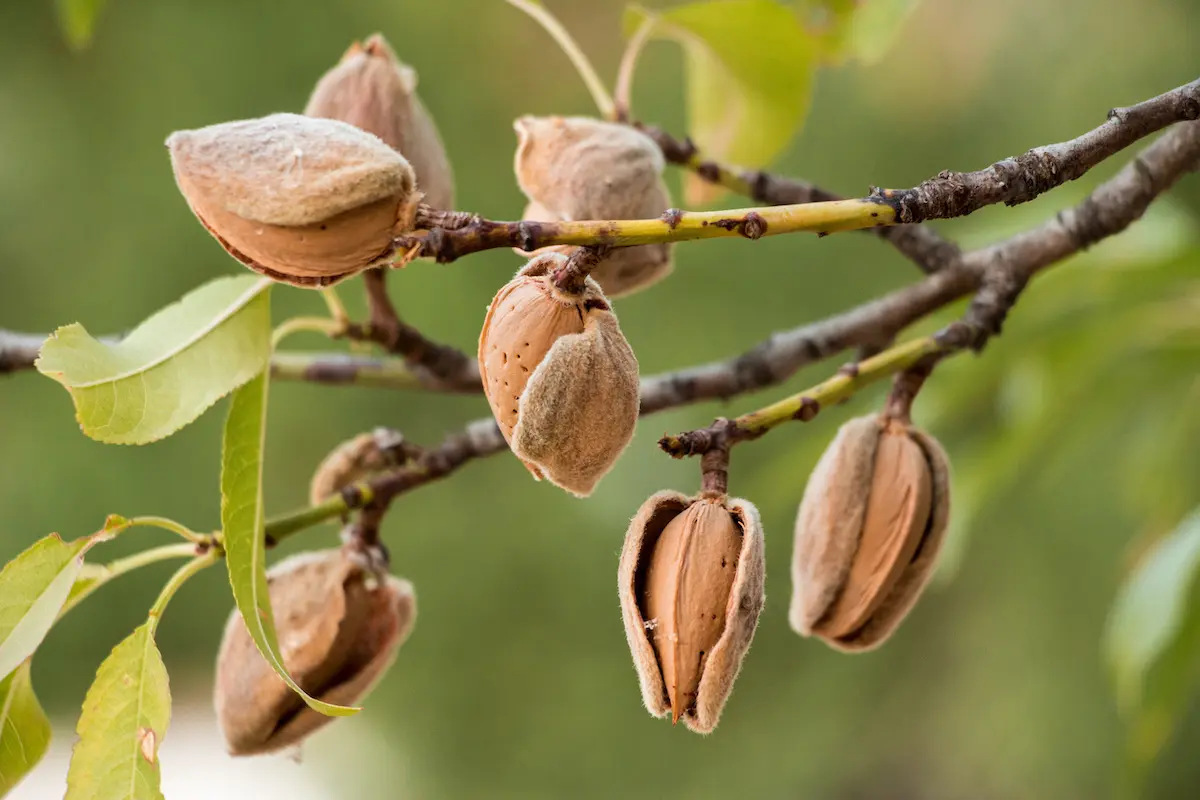 خرید نهال بادام؛ نکات مهم انتخاب نهال مناسب مناطق مختلف از نگاه کاربردی