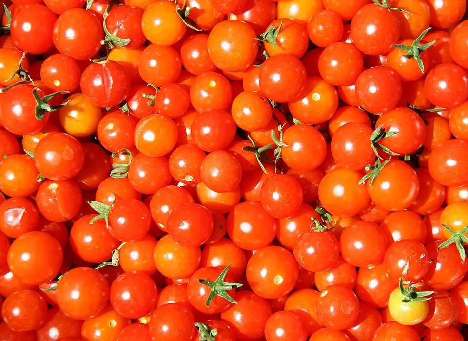 گوجه گیلاسی تازه و قرمز رنگ در یک سبد چوبی