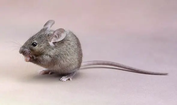 موس ساده و سبک برای استفاده روزانه و اداری