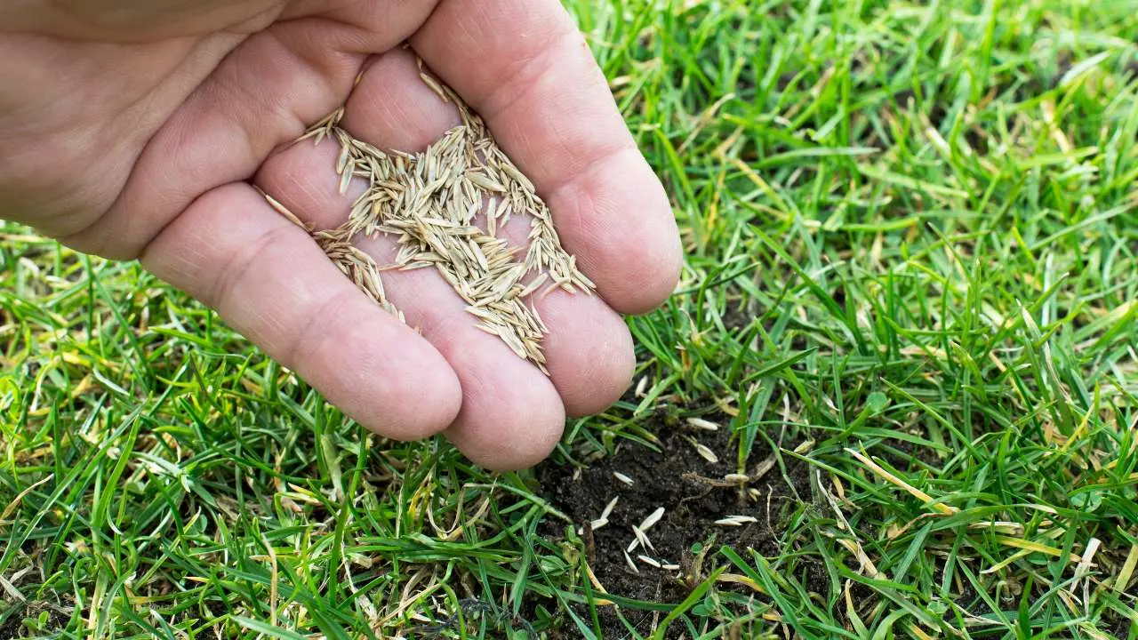 بهترین بذر چمن؛ راهنمای کامل و کاربردی