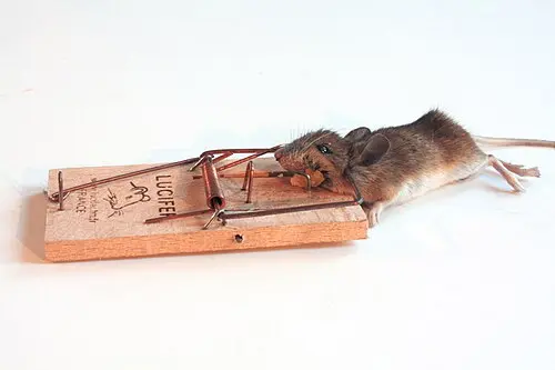 تله مکانیکی موش با طراحی سنتی و ساده