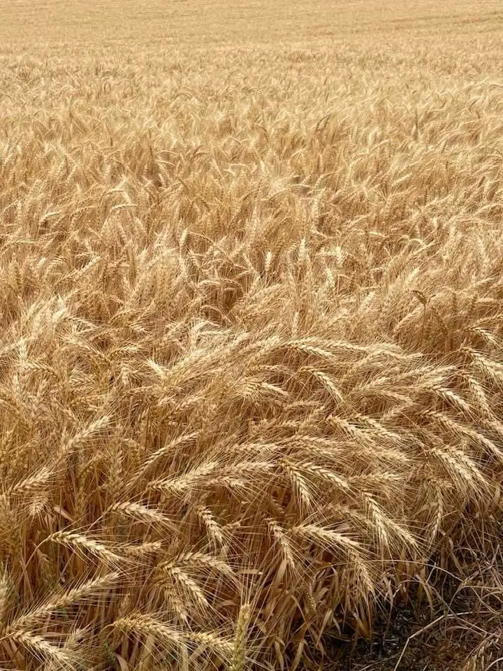 انبارهای گندم در یک مرکز ذخیره‌سازی بزرگ با سیستم‌های مدرن
