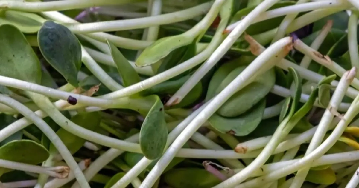 جوانه ماش و خطرات احتمالی آلودگی با باکتری