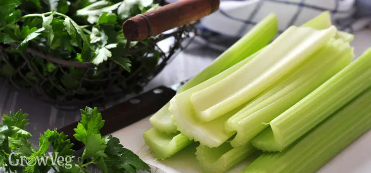 کرفس در حال کاشت و برداشت برای نگهداری بهتر