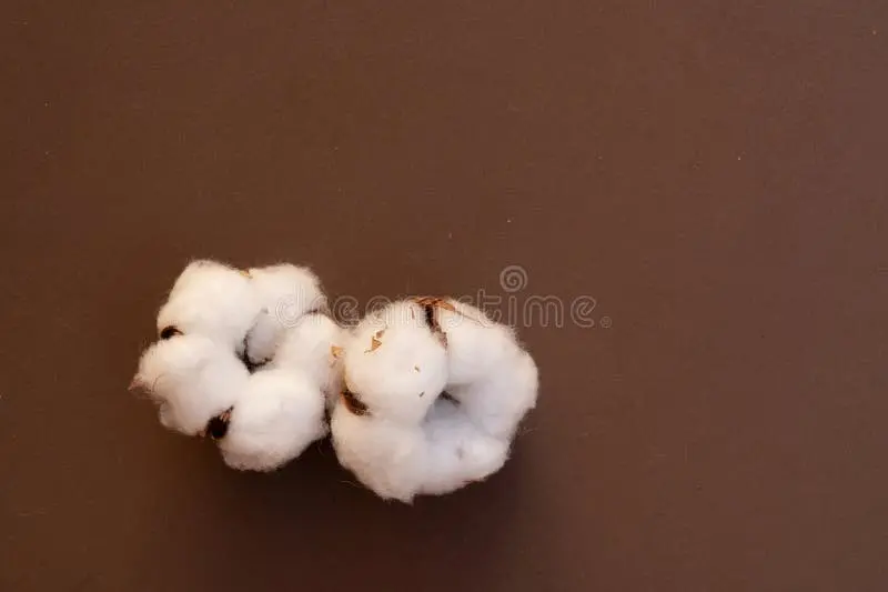 کدام روغن کوتیکول انتخاب بهتری است؟ بررسی کامل و ساده