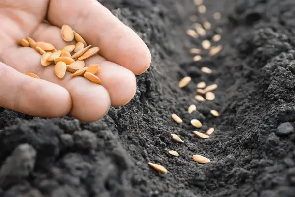 دست باغبان در حال کاشت بذر سبزیجات در خاک