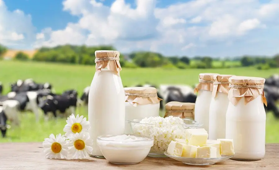 گاوهای شیری در یک مزرعه مدرن