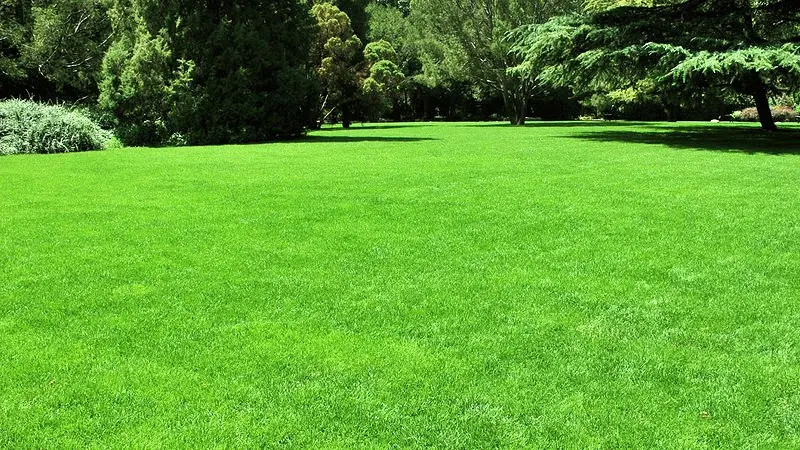 چمن طبیعی مرطوب و سبز در باغ با نور طبیعی