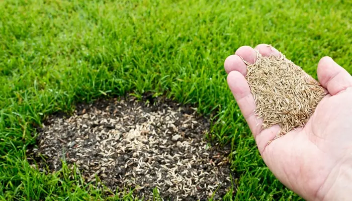 راهنمای کاشت بذر چمن در خاک آماده