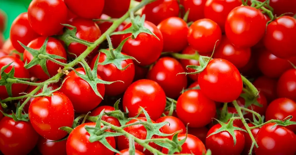 راهنمای انتخاب گوجه گیلاسی؛ نکات مهمی که باید بدانید