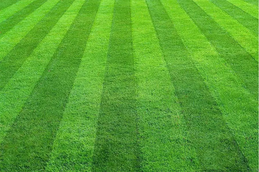 حتوای آراسته با خطوط منظم و چمن سبز