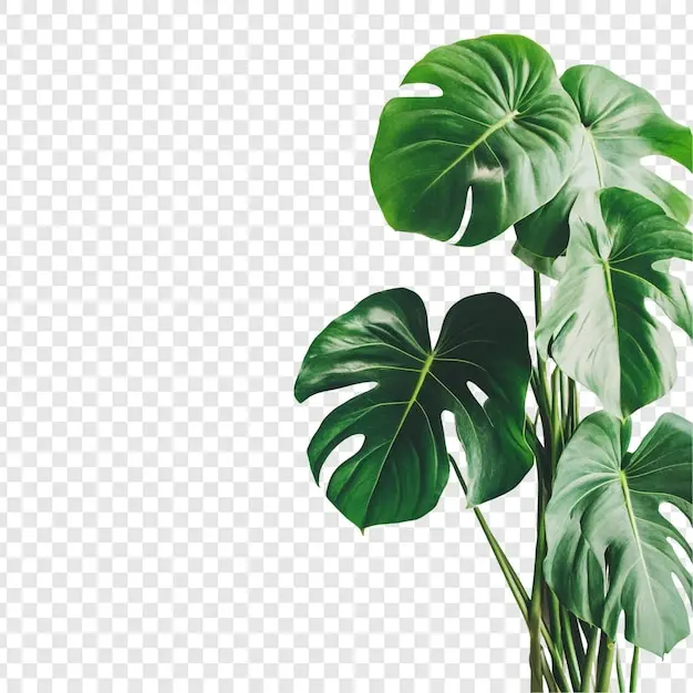 چرا برگ گیاه می‌ریزد؛ راهنمای ساده برای شروع