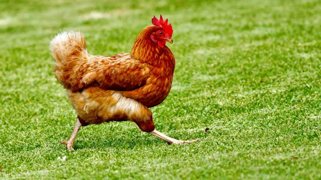 مرغ تازه در بسته‌بندی مناسب و با تاریخ مصرف مشخص