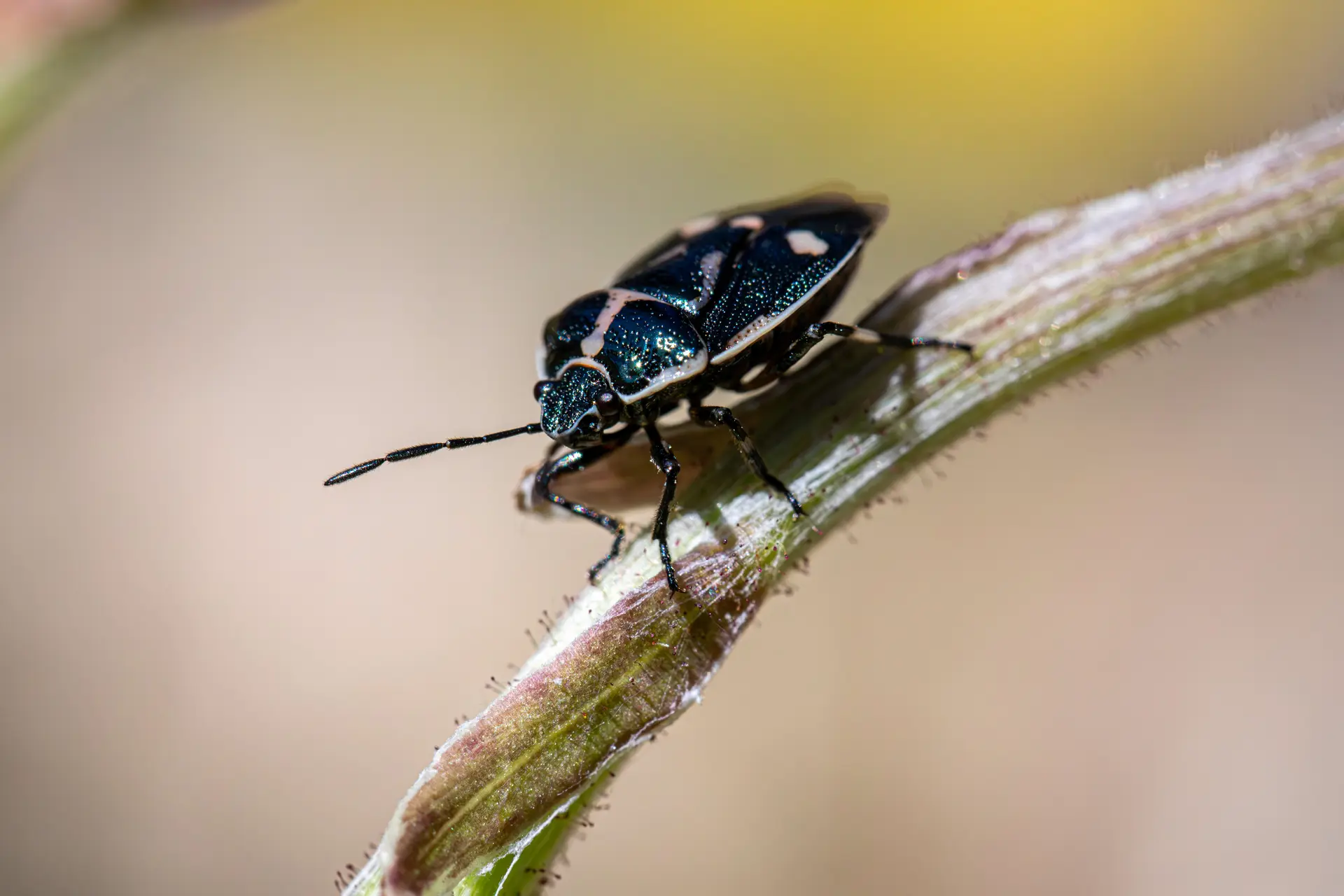 Bug چیست و چرا در نرم‌افزار ایجاد می‌شود؛ نکات کاربردی و اشتباهات رایج