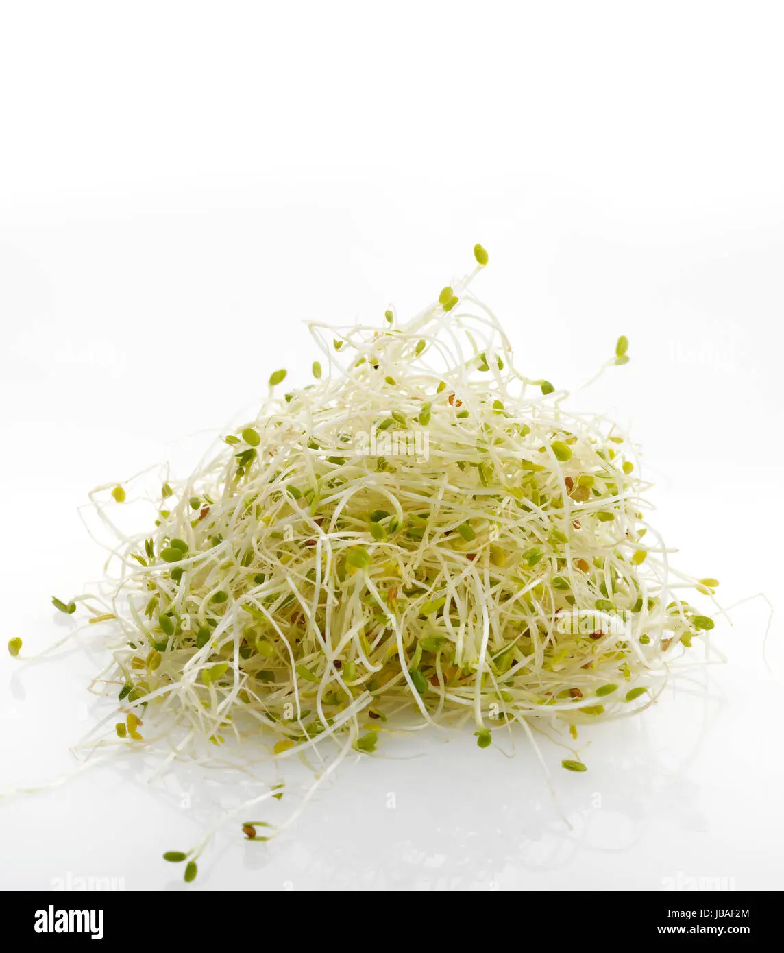 توده‌ای از جوانه ماش تازه و سبز رنگ