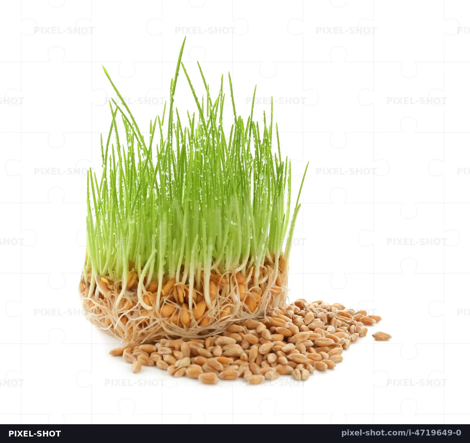 عشبی از جوانه گندم روی زمینه سفید