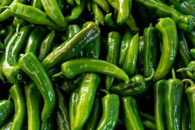 مقایسه گزینه‌های فلفل سبز؛ چطور بهترین انتخاب را داشته باشیم؟
