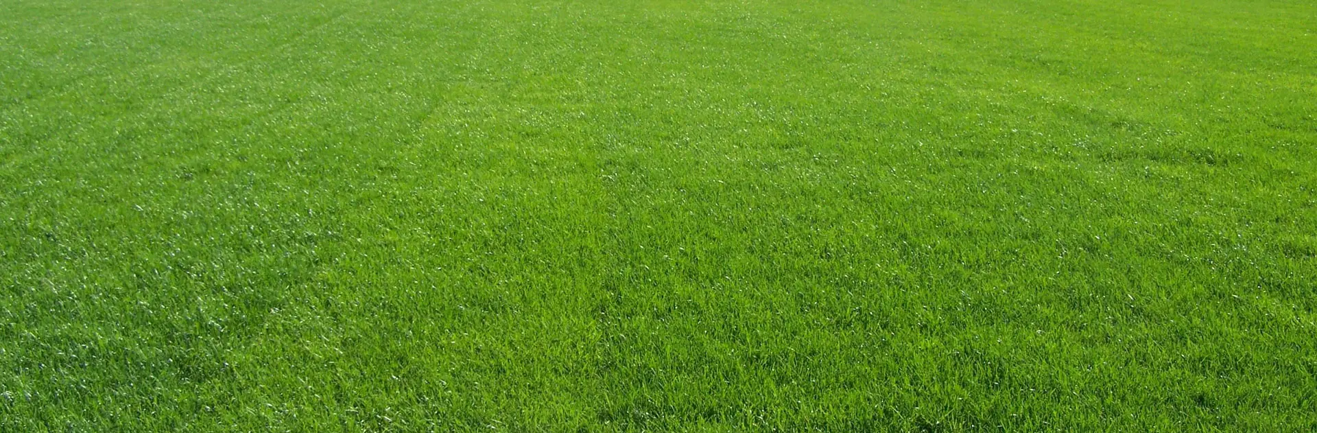 چمن‌زار تازه‌کاشته با رنگ سبز تازه و یکنواخت