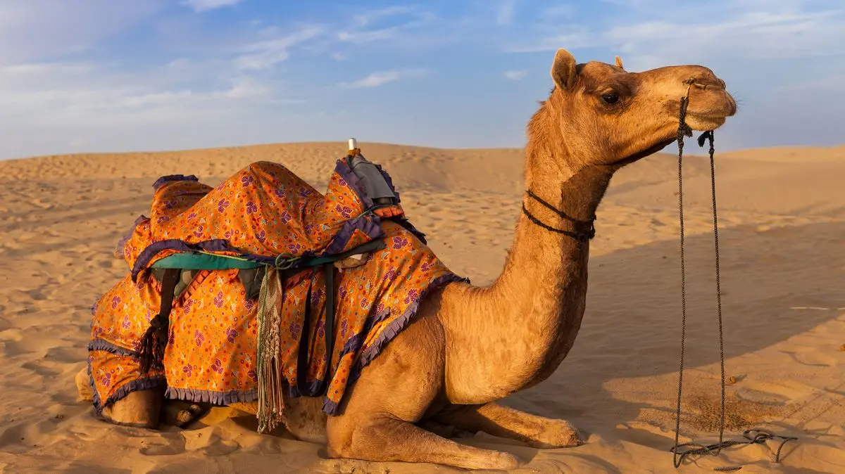 شتر در میان دunes شن و منظره بیابانی