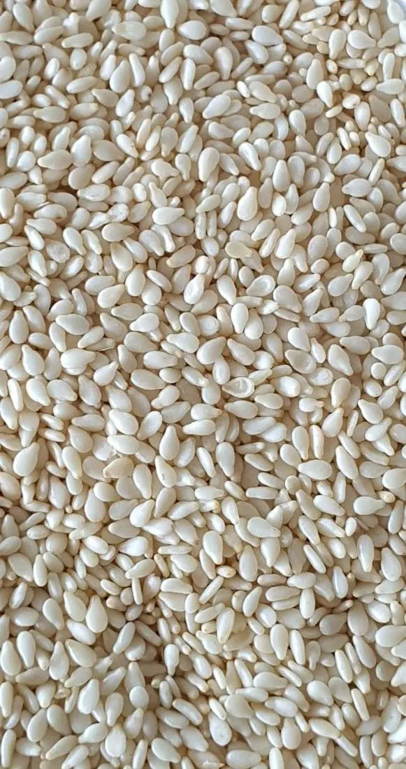 کنجد چگونه کاشته می‌شود؛ راهنمای ساده برای شروع