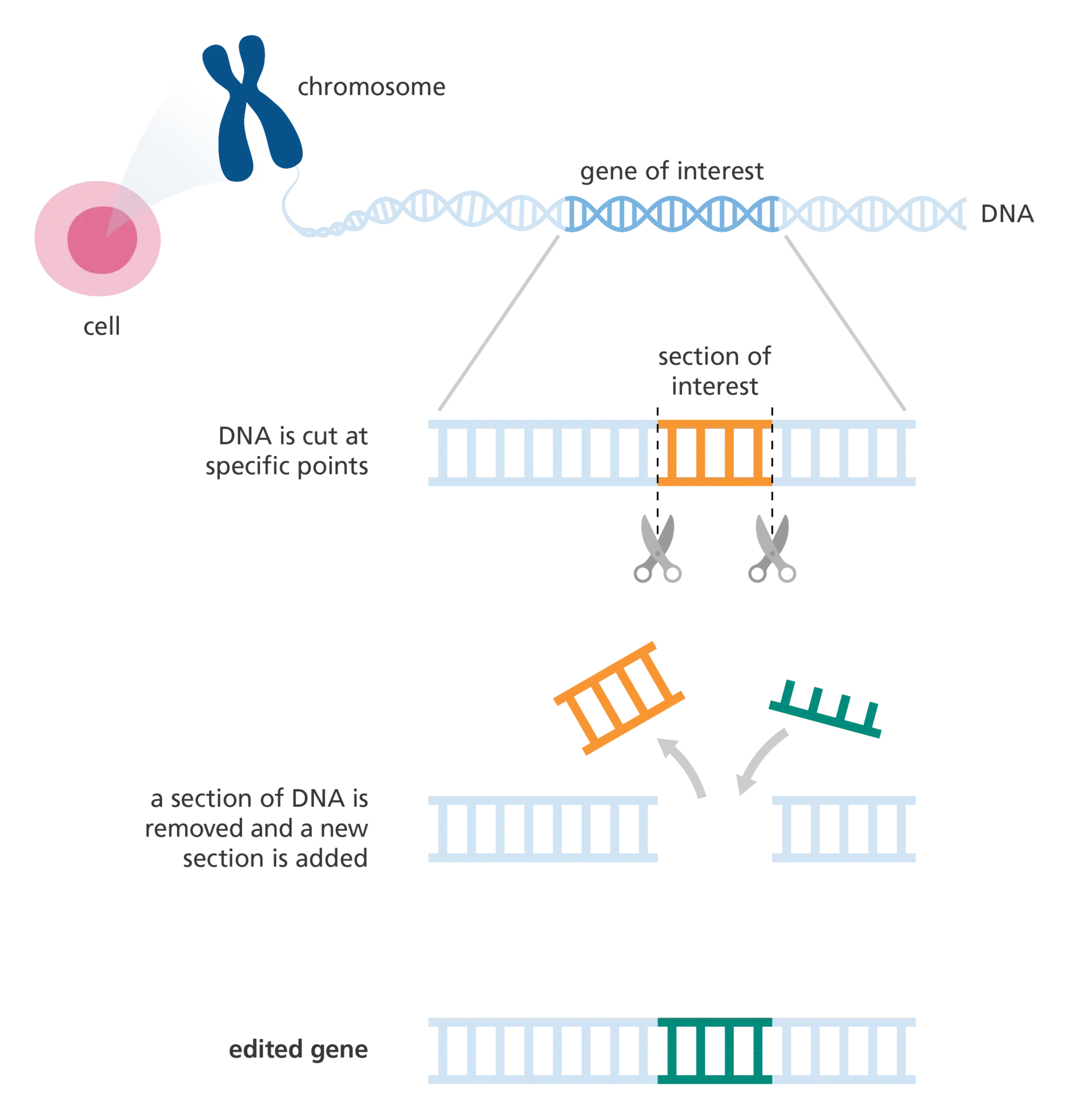 نمودار ساده از فرآیند ویرایش ژنوم با استفاده از CRISPR-Cas9