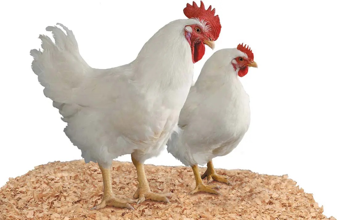 مرغ گوشتی نژاد کوب در قفس پرورش