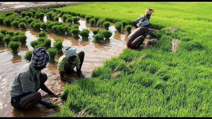 گیاهچه‌های برنج آماده انتقال به زمین اصلی