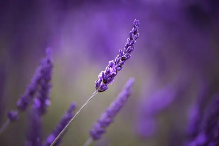 چشمه اسطوخودوس خشک شده برای استفاده در طب سنتی و صنایع مختلف