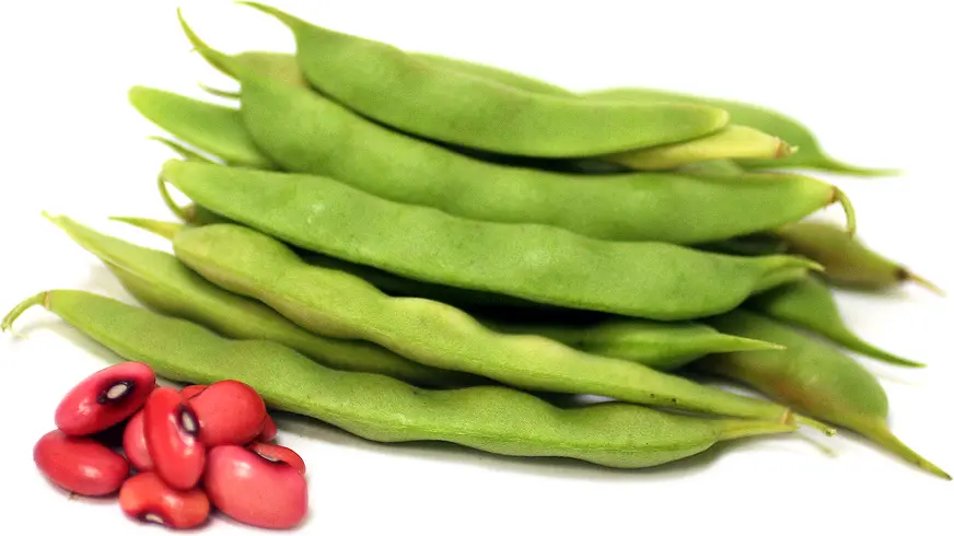 خاک آماده برای کاشت لوبیا با مواد آلی