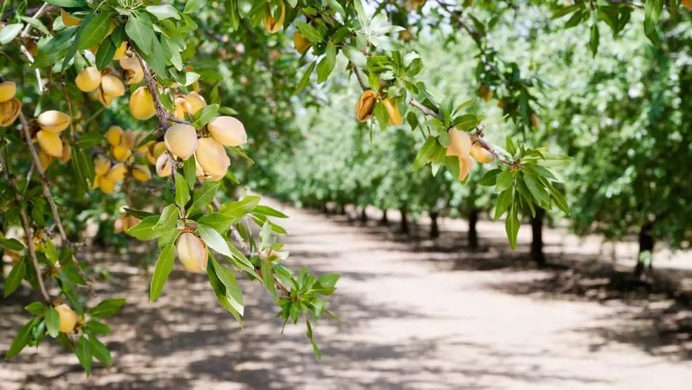 فندق چگونه کاشته می‌شود؛ راهنمای ساده برای شروع