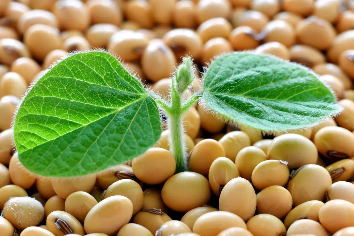 دانه‌های جو خشک شده و آماده برای برداشت