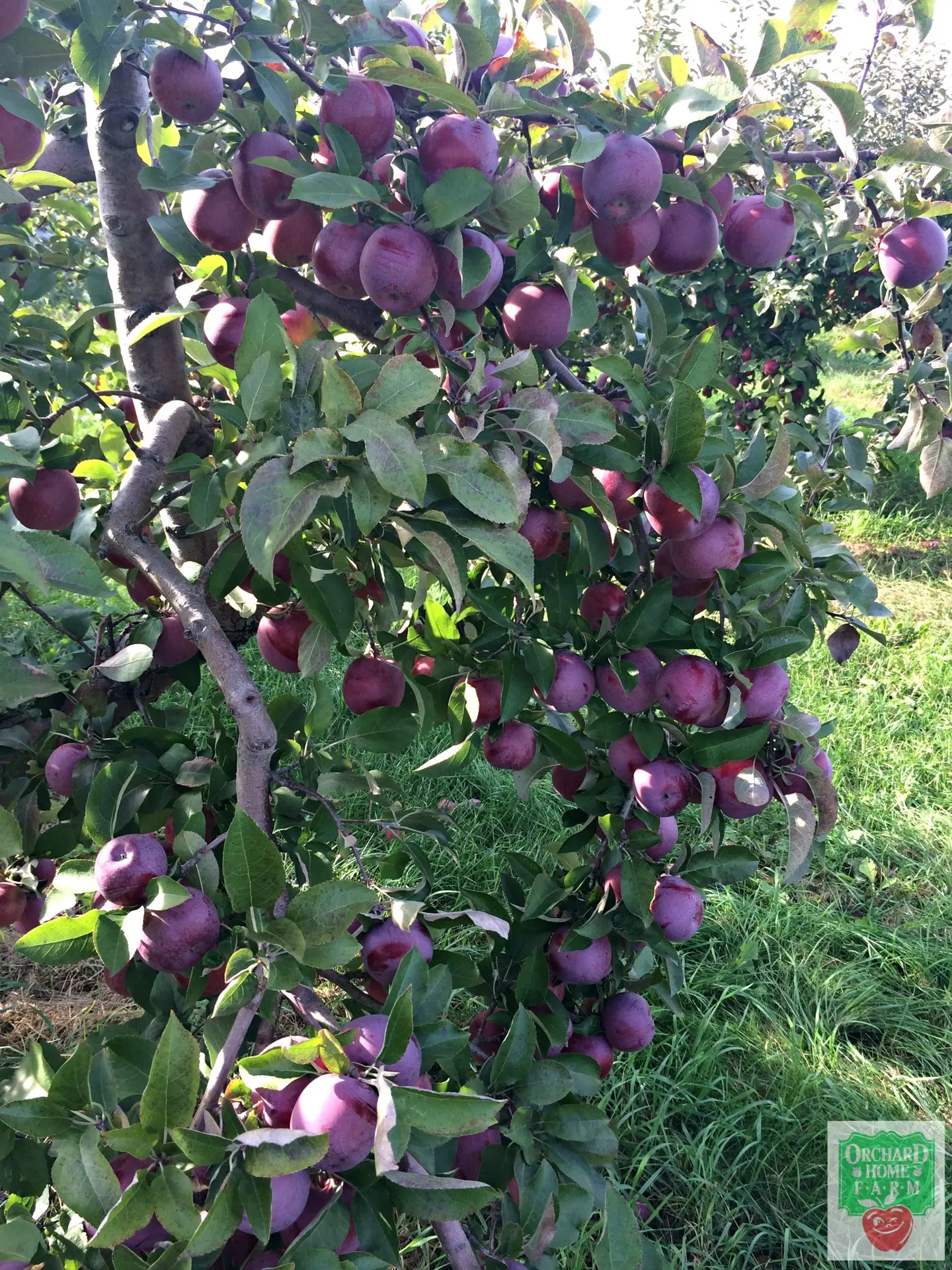مراحل احداث باغ میوه از انتخاب زمین تا برداشت؛ نکات کاربردی و اشتباهات رایج