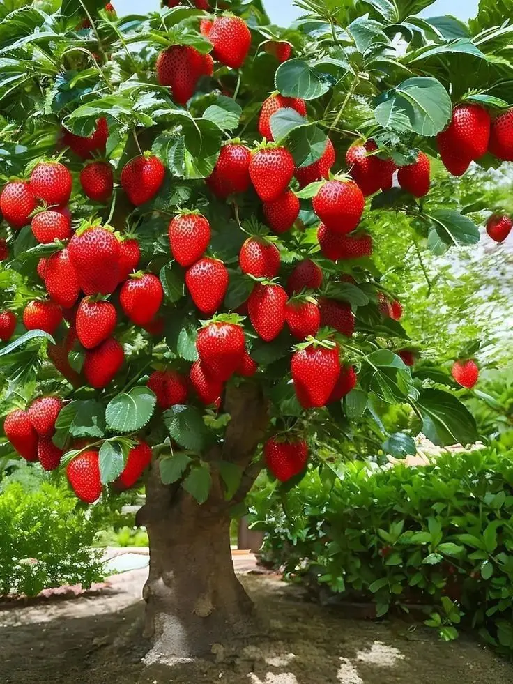 نهالهای میوه سالم و آماده برای کاشت در باغچه