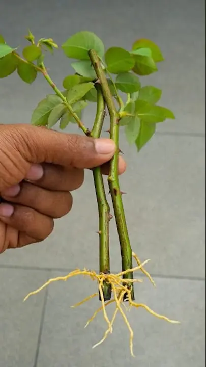 نمونه‌ای از قلمه‌زنی هوایی برای درختان و گیاهان بزرگ