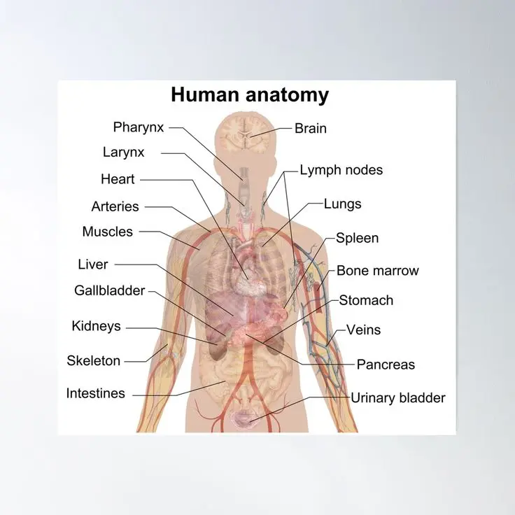 مراحل اسخ تشریحی کامل در امتحان بنویسیم؛ راهنمای قدم‌به‌قدم