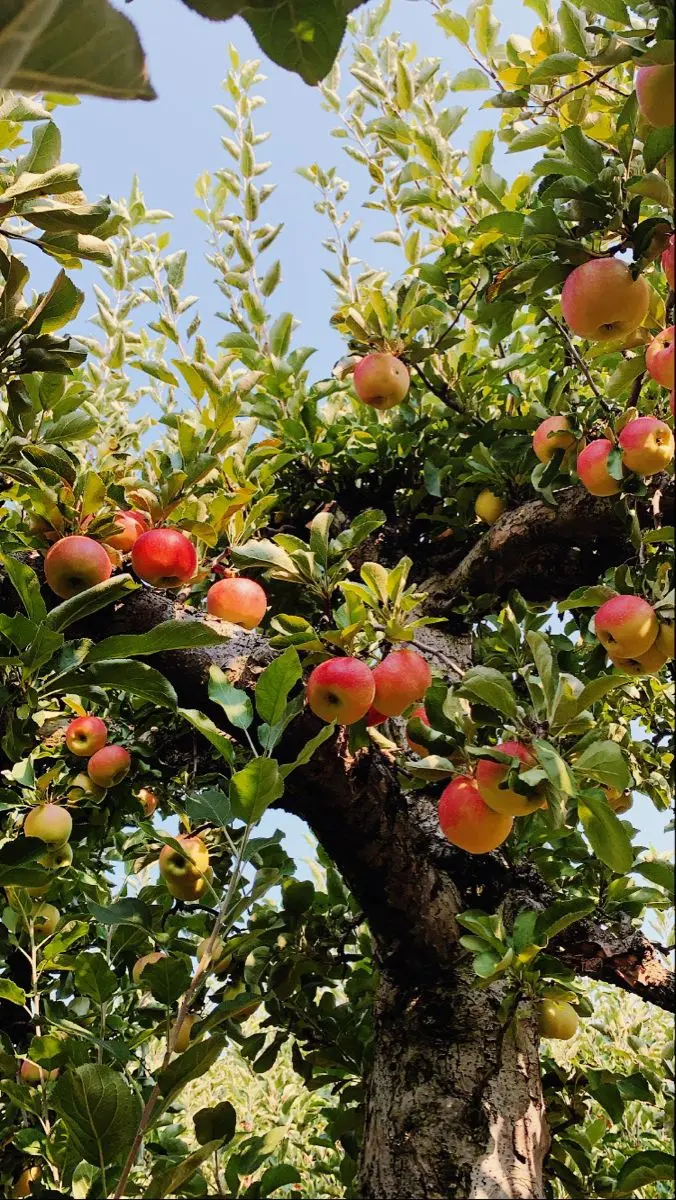 نمونه‌ای از زمین مناسب برای احداث باغ میوه با خاک حاصلخیز و شیب ملایم