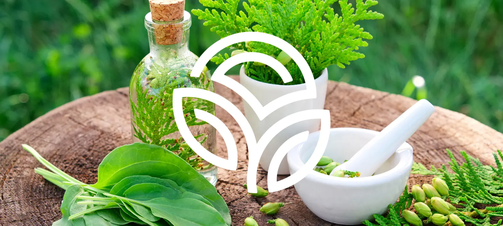 راه‌اندازی مزرعه گیاهان دارویی؛ راهنمای ساده برای شروع