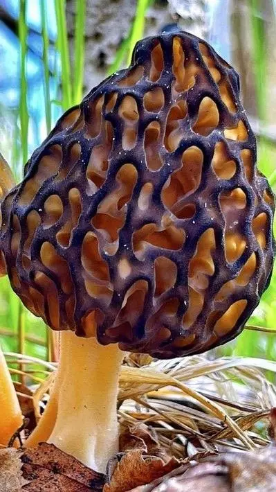 سیستم کنترل دما و رطوبت در واحد پرورش قارچ