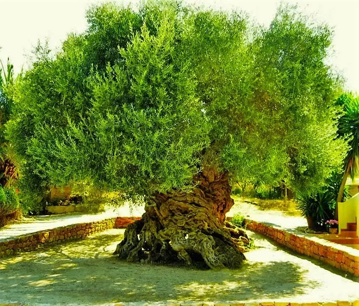 برداشت زیتون با استفاده از دستگاه‌های مکانیکی در یک مزرعه بزرگ