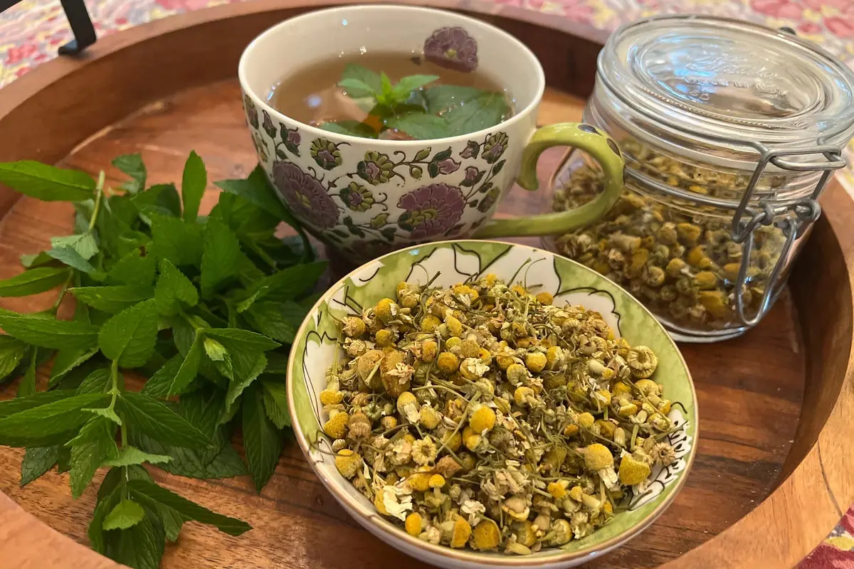 دمنوش‌های گیاهی چه نکات ایمنی دارند؛ راهنمای ساده برای شروع