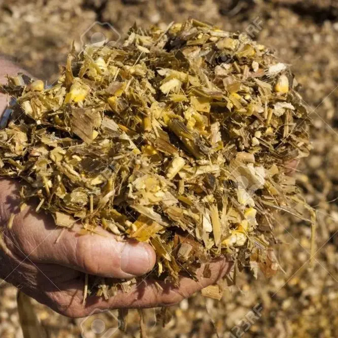 علوفه خردشده ذرت در جعبه‌های پلاستیکی برای تهیه سیلاژ