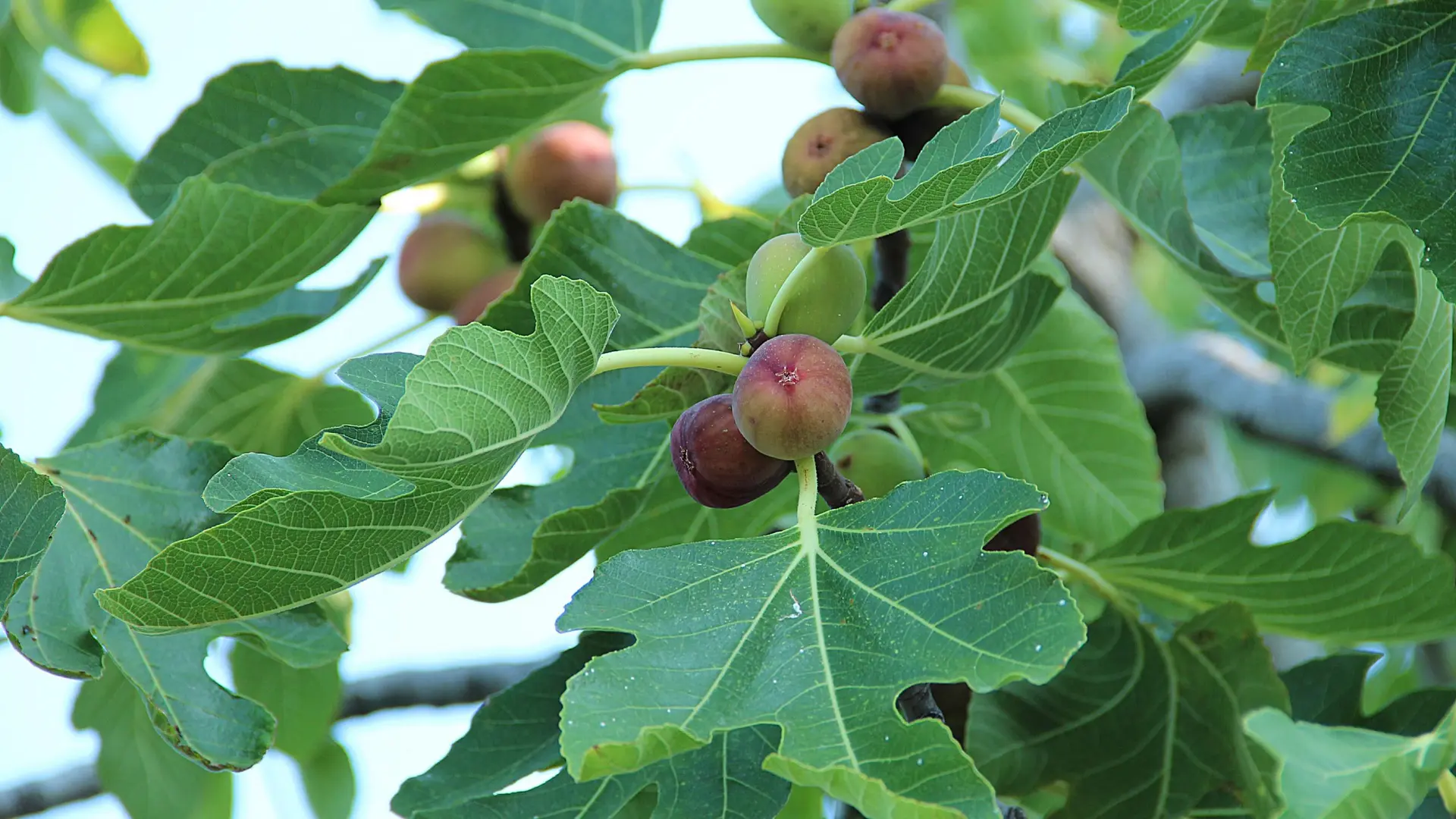 انجیر چگونه کاشته می‌شود؛ راهنمای ساده برای شروع